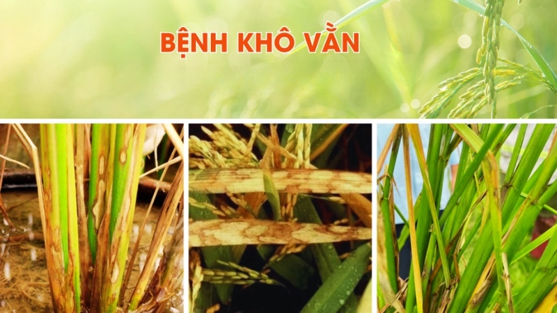 Bệnh khô vằn trên cây lúa dễ lây lan rộng