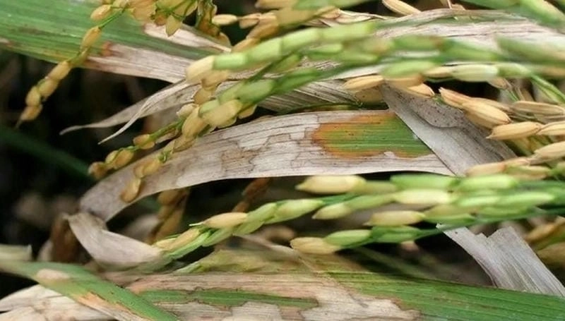 Hình ảnh nhận biết bệnh khô vằn trên cây trồng