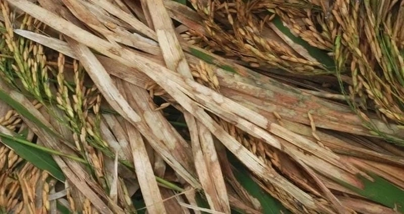 Bệnh khô vằn ở lúa ảnh hưởng năng suất nghiêm trọng