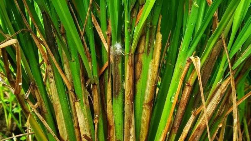 Hình ảnh lúa bệnh khô vằn qua từng giai đoạn