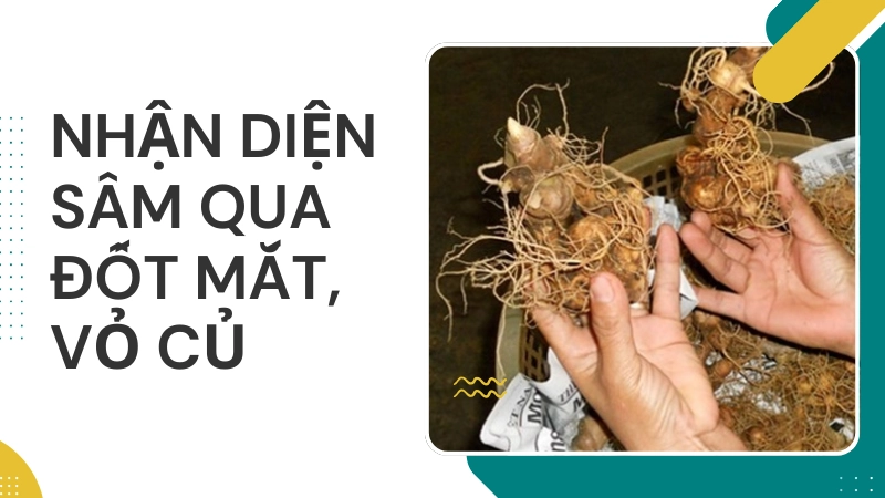 Quan sát đốt mắt và vỏ củ để nhận diện sâm thật 