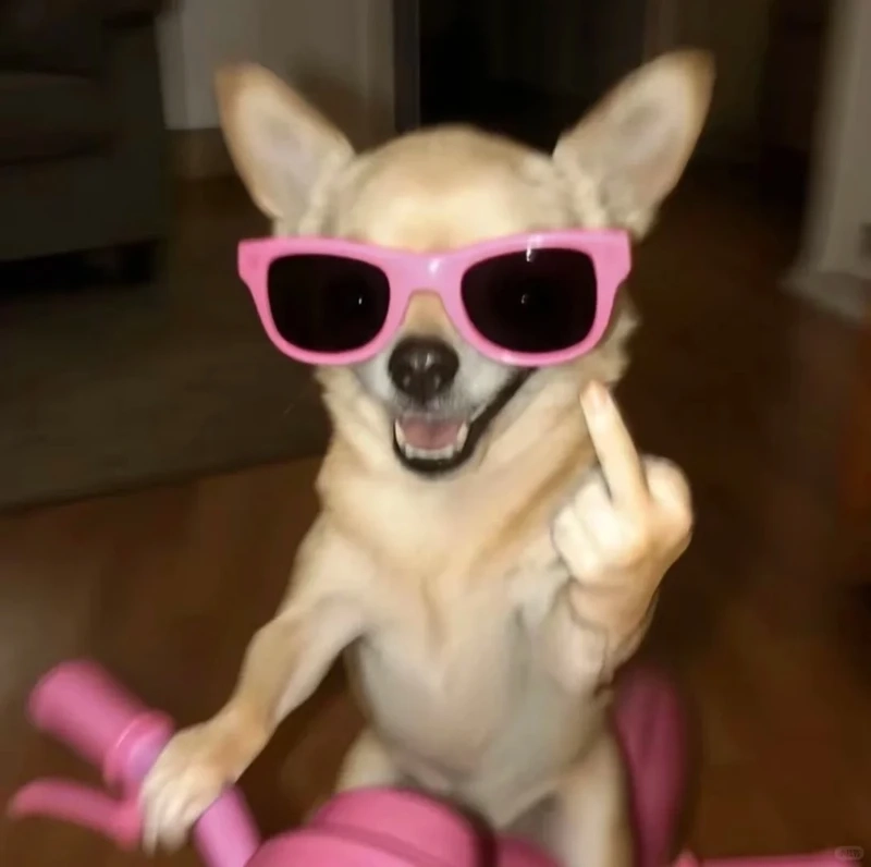 Cười nghiêng ngả với chihuahua memes siêu hài đang viral trên mạng