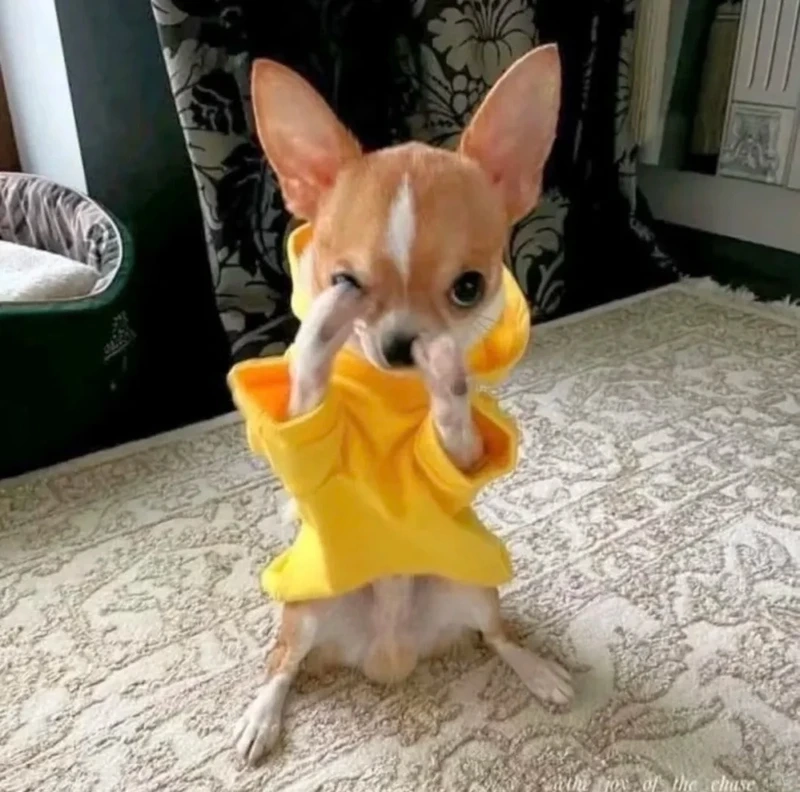 Tổng hợp chiwawa meme đáng yêu khiến dân mạng thích thú