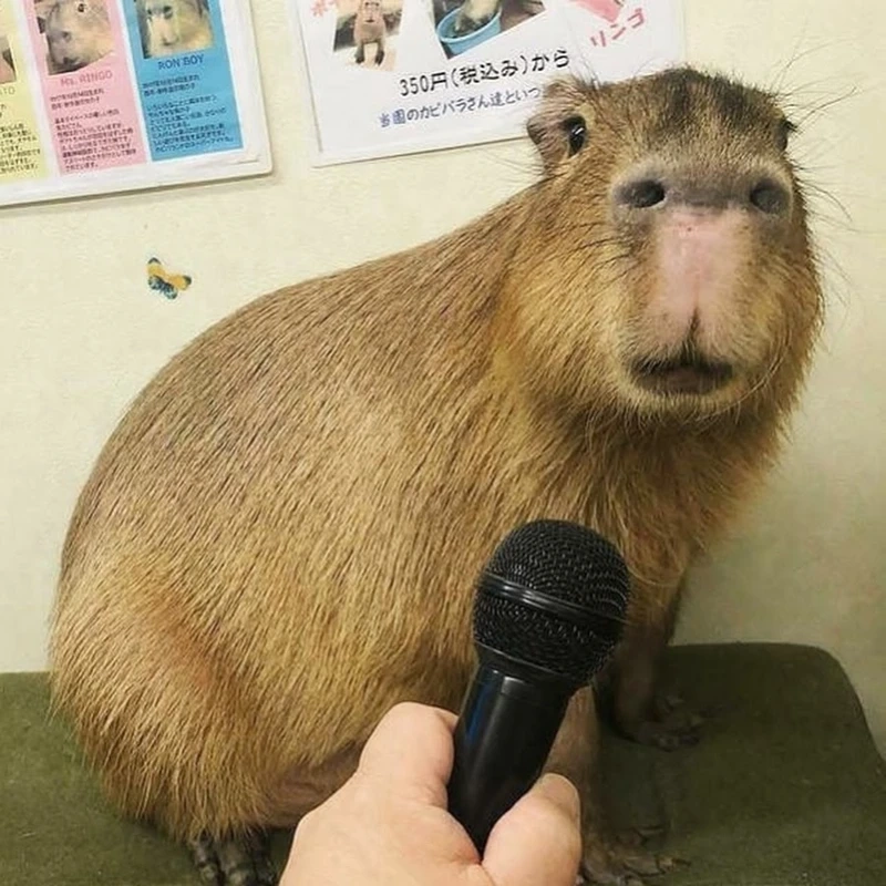 Loạt capybara meme cute cực hài dành cho fan động vật