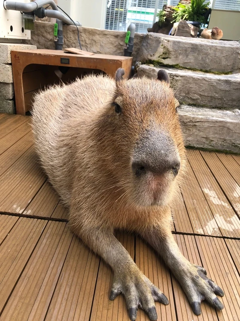 Khám phá cute capybara meme siêu dễ thương trên mạng