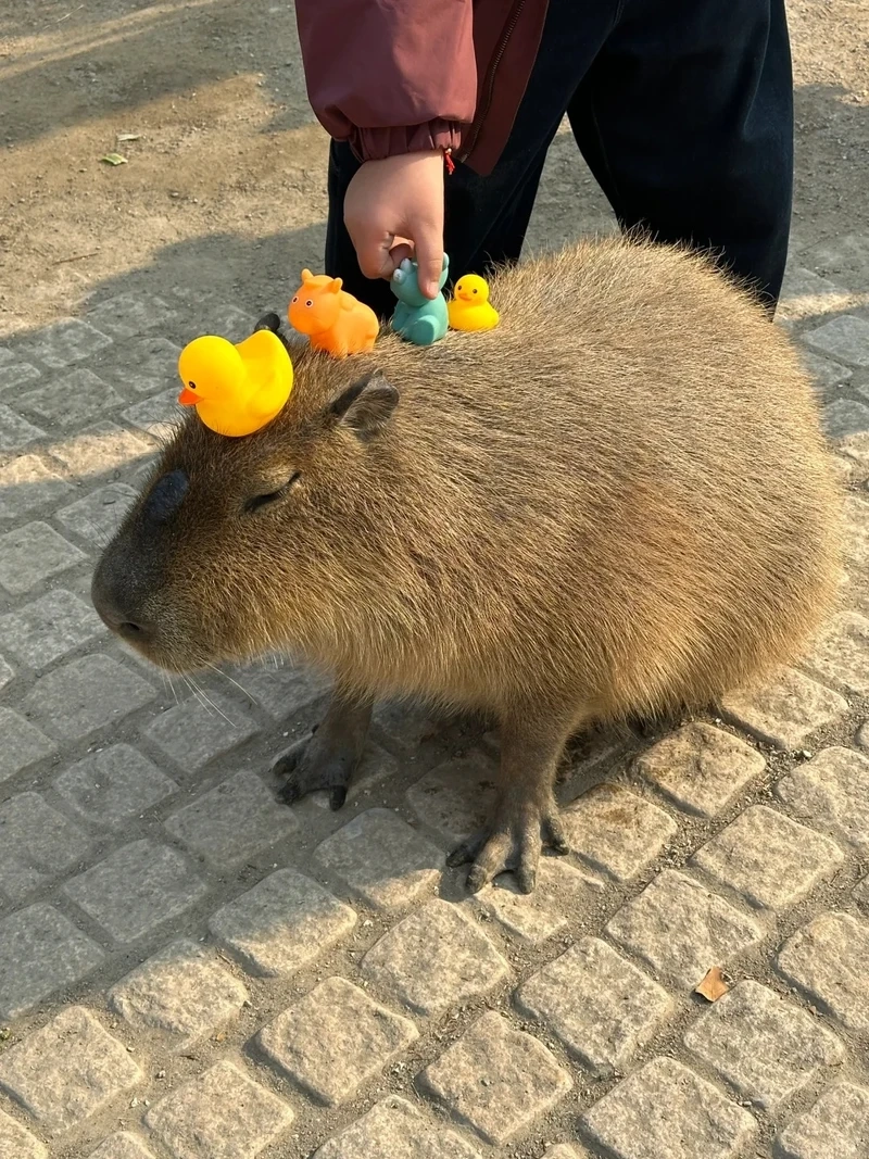 Tuyển tập ảnh capybara meme cute khiến dân mạng thích mê
