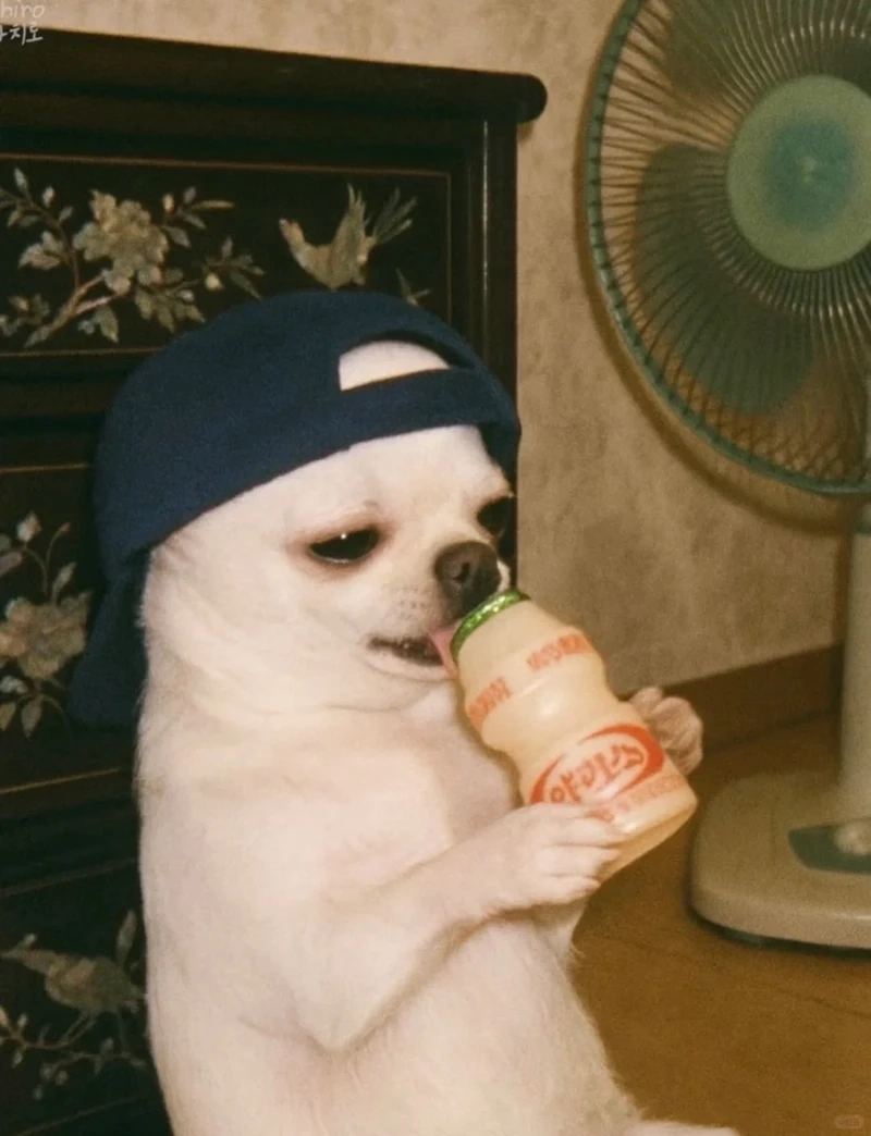 Cười xỉu với meme chó chihuahua siêu lầy trên mạng xã hội