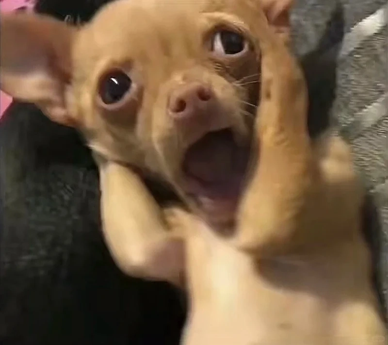 Khám phá angry chihuahua meme với biểu cảm cực gắt