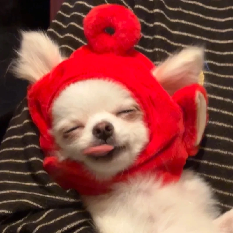 Cực hài với angry happy chihuahua meme biểu cảm trái ngược