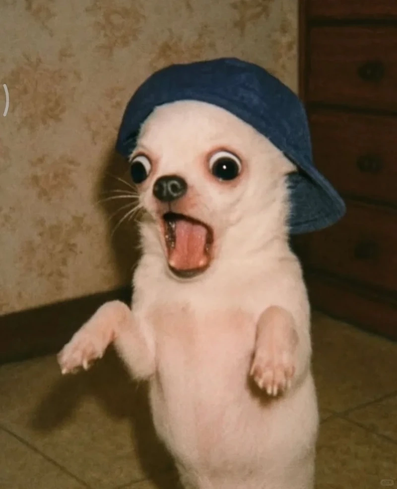 Loạt angry chihuahua meme gif cực viral khiến dân mạng thích thú