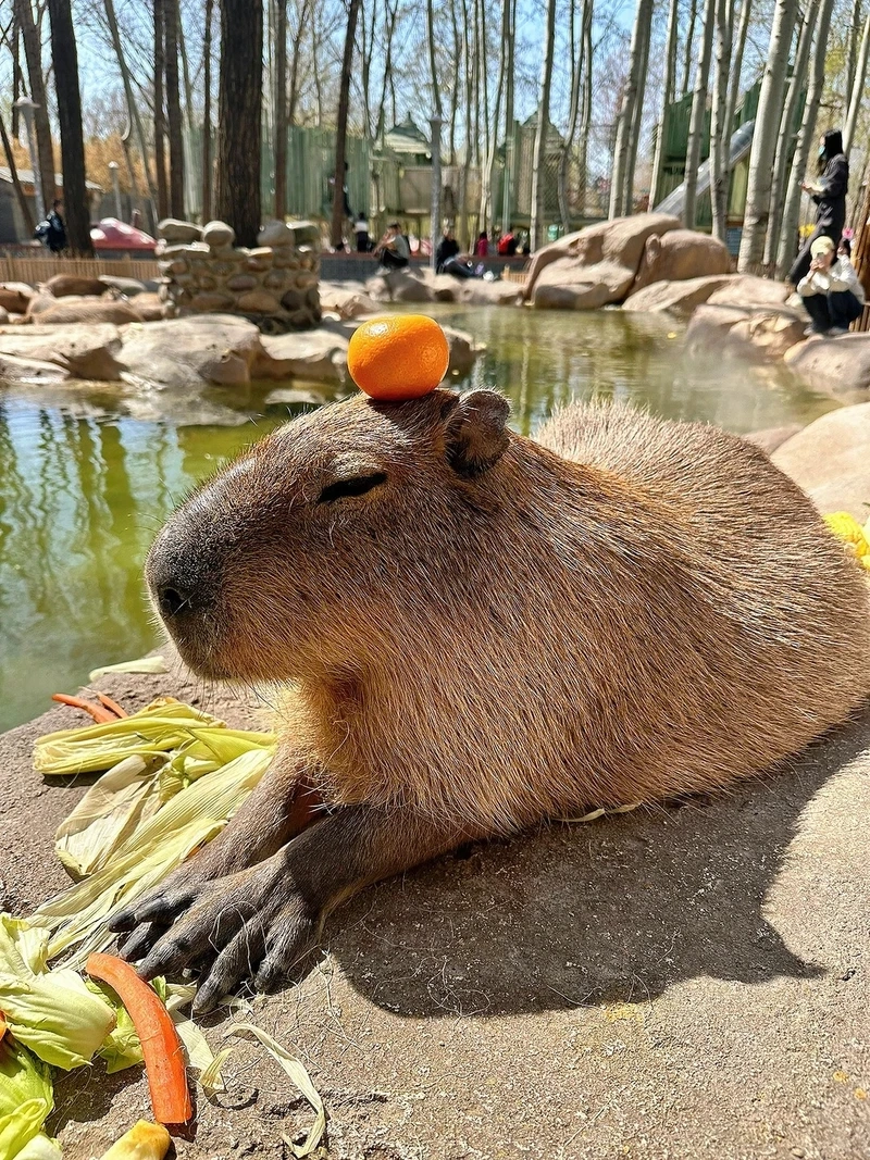 Tải ngay hình nền capybara meme siêu cute cho điện thoại