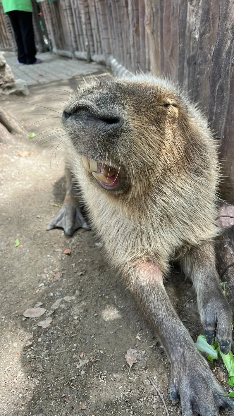 Bộ hình capybara meme đáng yêu đang viral khắp mạng