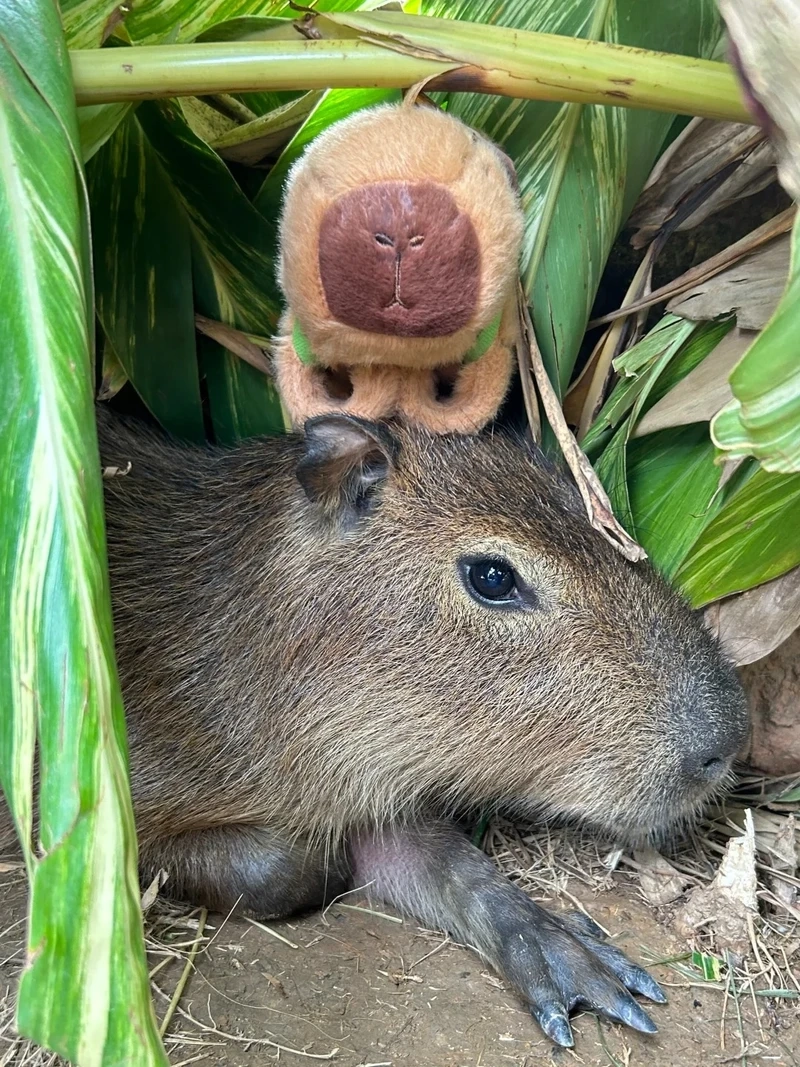 Tuyển chọn capybara meme images cực hài khiến ai cũng bật cười