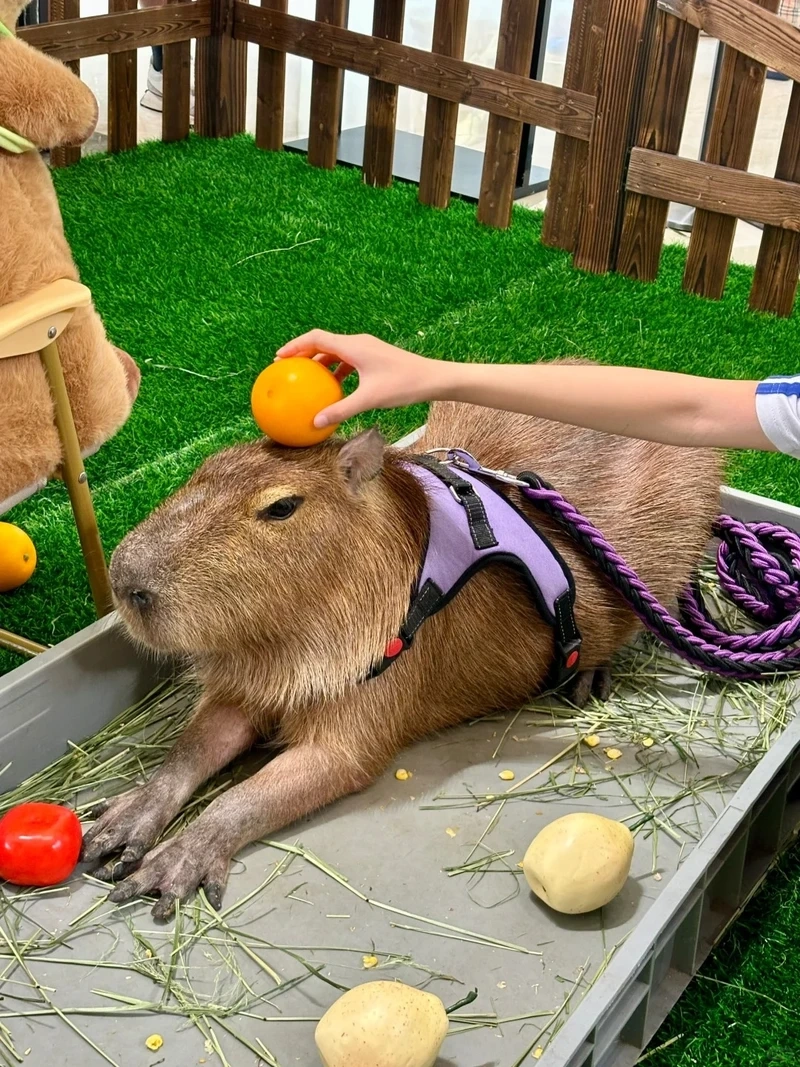 Bộ con capybara meme dễ thương khiến ai xem cũng thích