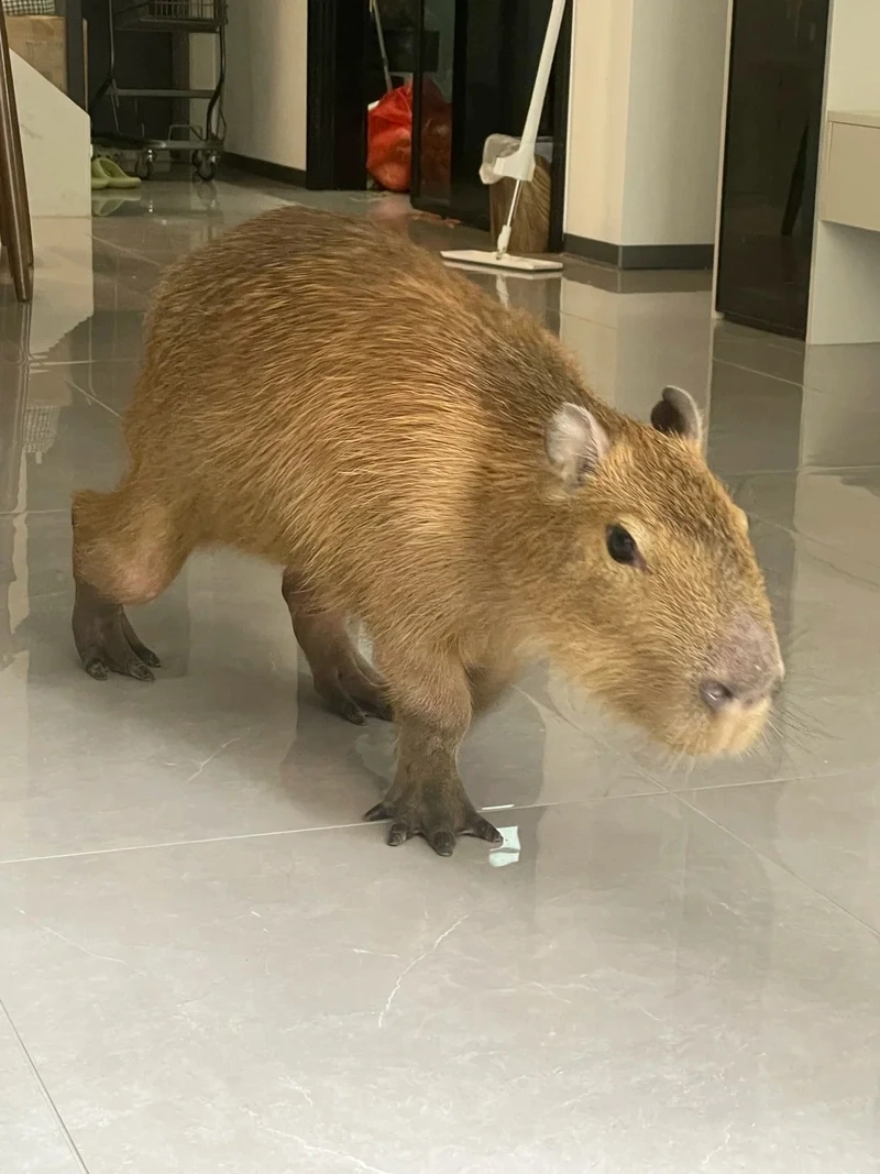 Cười bể bụng với ảnh capybara meme cực lầy