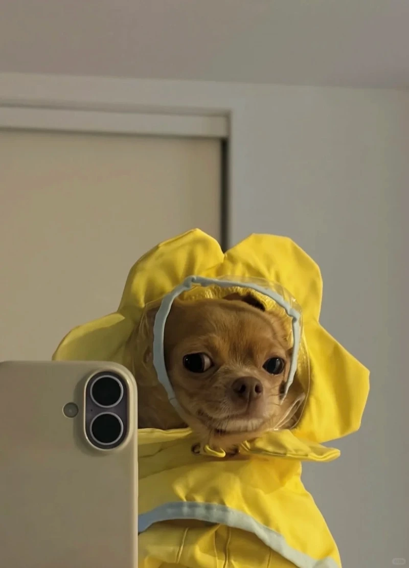 Cười lăn với adios chihuahua meme nổi tiếng trên mạng