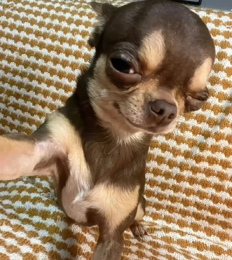 Tuyển chọn bald chihuahua meme cực lạ khiến dân mạng chú ý
