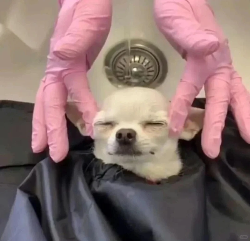 Cười nghiêng ngả với chihuahua alien meme siêu độc lạ