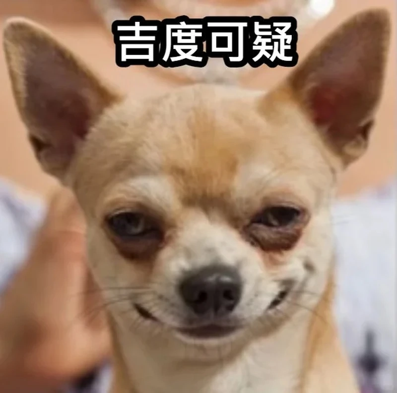 Khám phá chihuahua eyelashes meme siêu hài với biểu cảm độc lạ