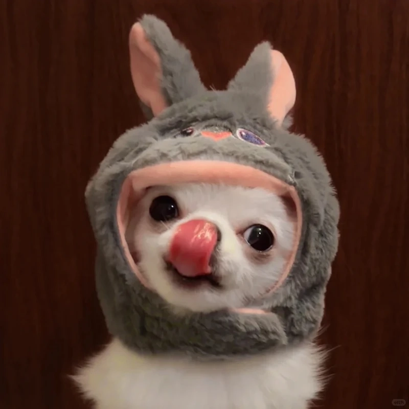 Loạt chihuahua eating meme khiến dân mạng cười nghiêng ngả