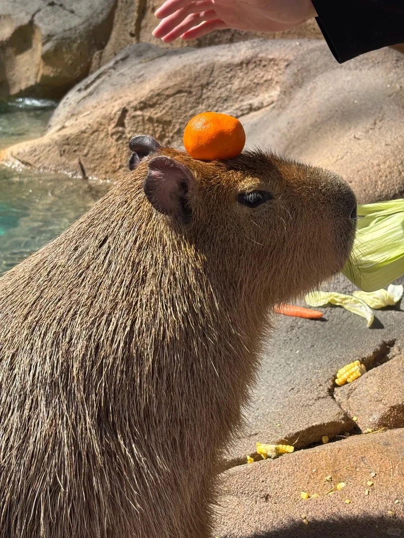 Tổng hợp meme capybara cực hot khiến dân mạng cười nghiêng ngả