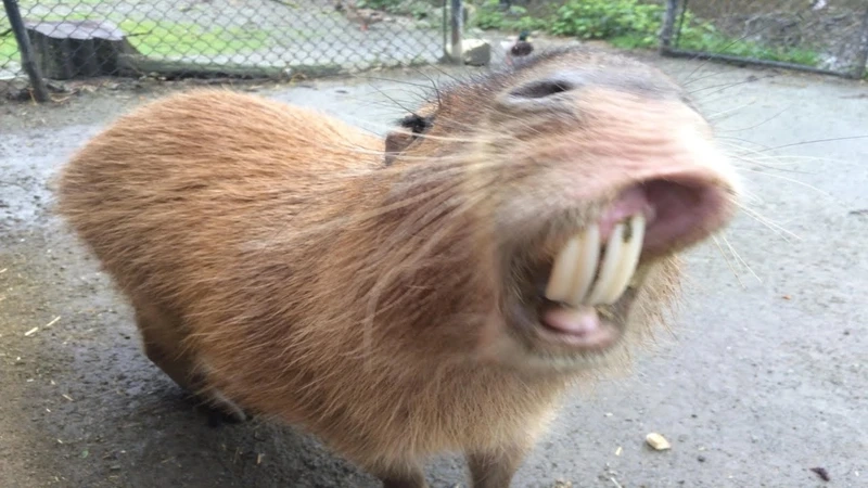 Cười nghiêng ngả với capybara meme song đang viral