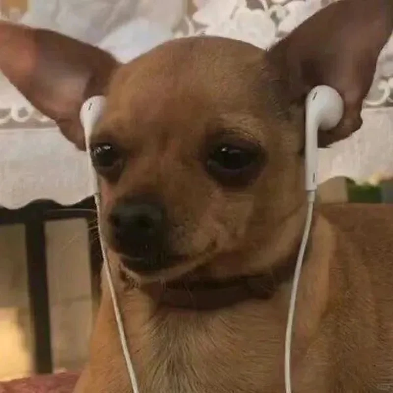 Tuyển tập chihuahua dressed up meme cực đáng yêu