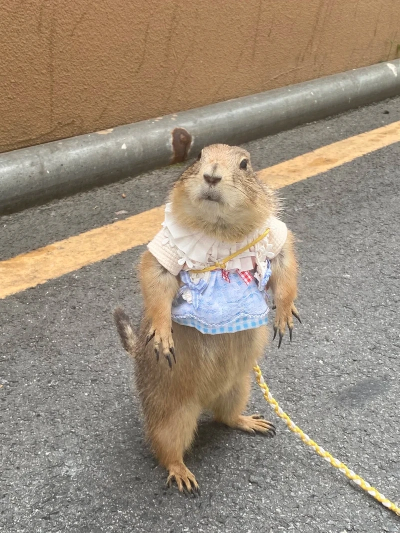 Khám phá capybara anime meme cực dễ thương cho fan Anime