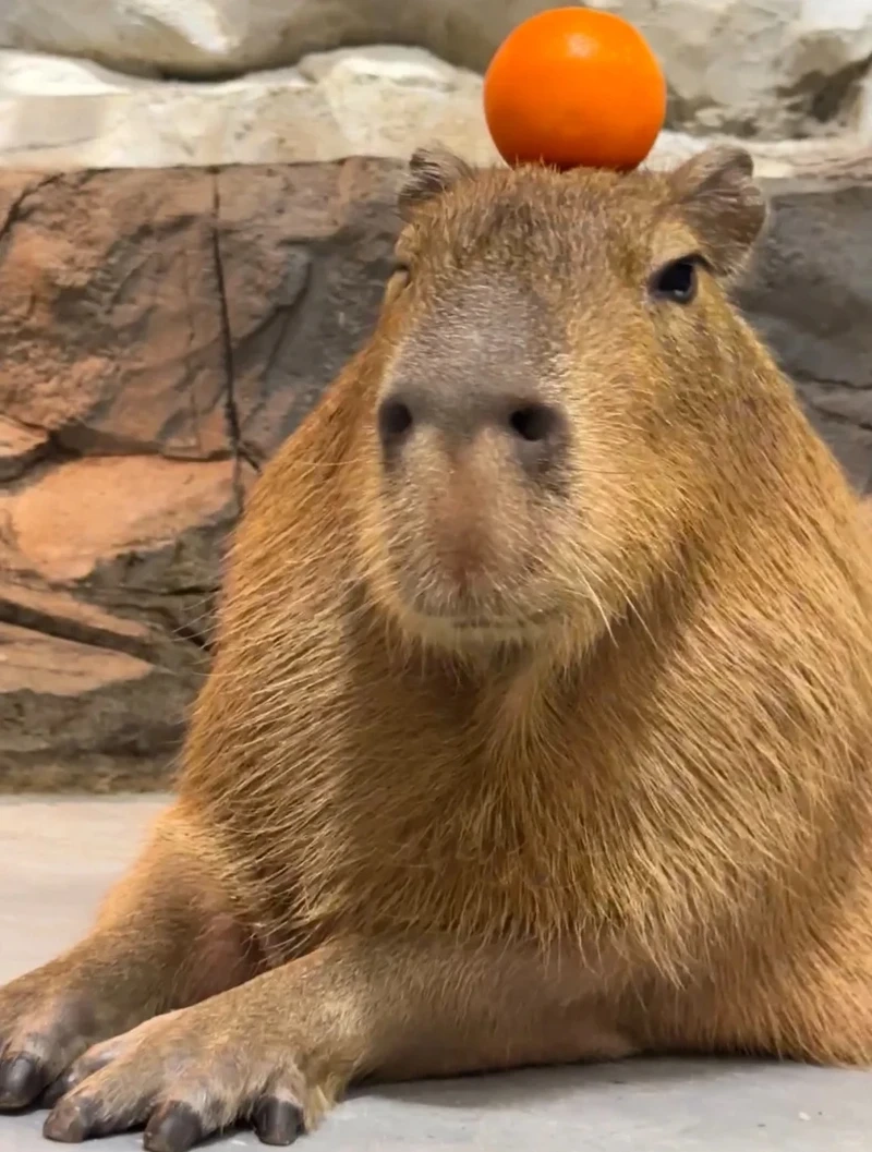 Loạt capybara meme funny khiến ai xem cũng bật cười