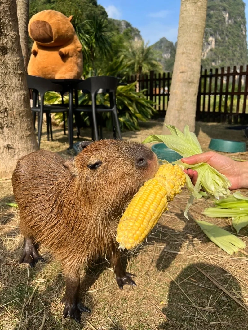 Tuyển tập funny funny capybara meme siêu hài khiến dân mạng thích thú