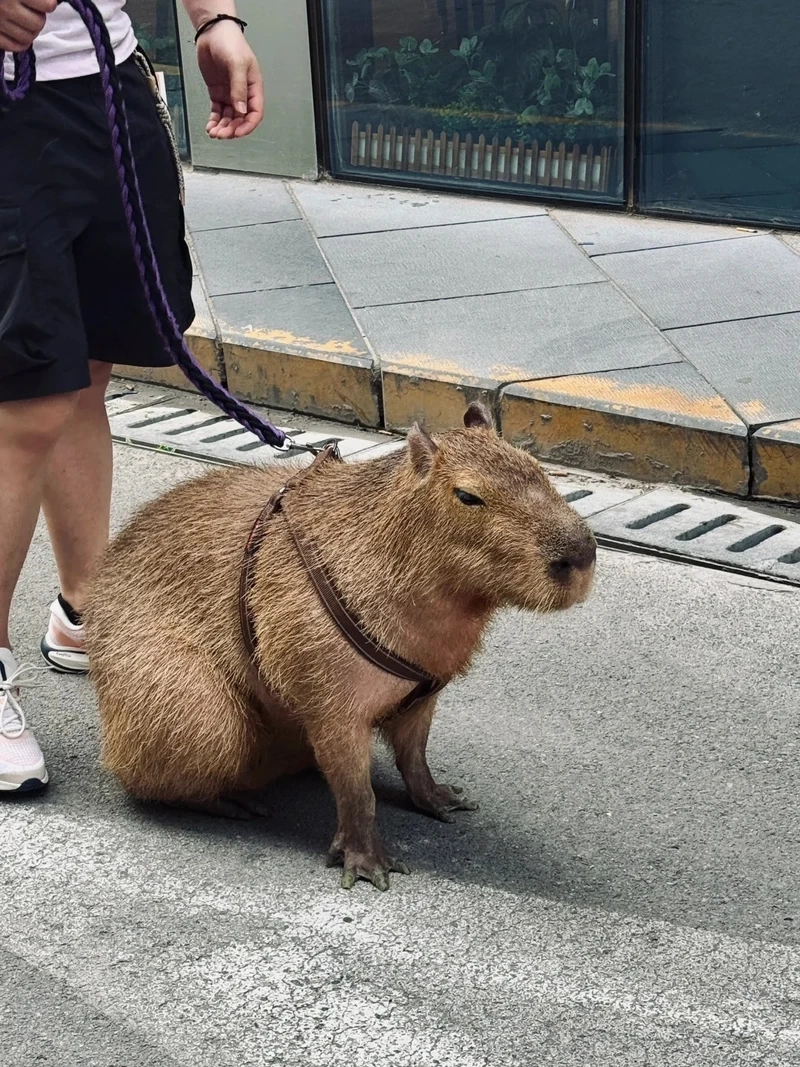 Bộ capybara ngoại giao meme cực hot trên mạng xã hội